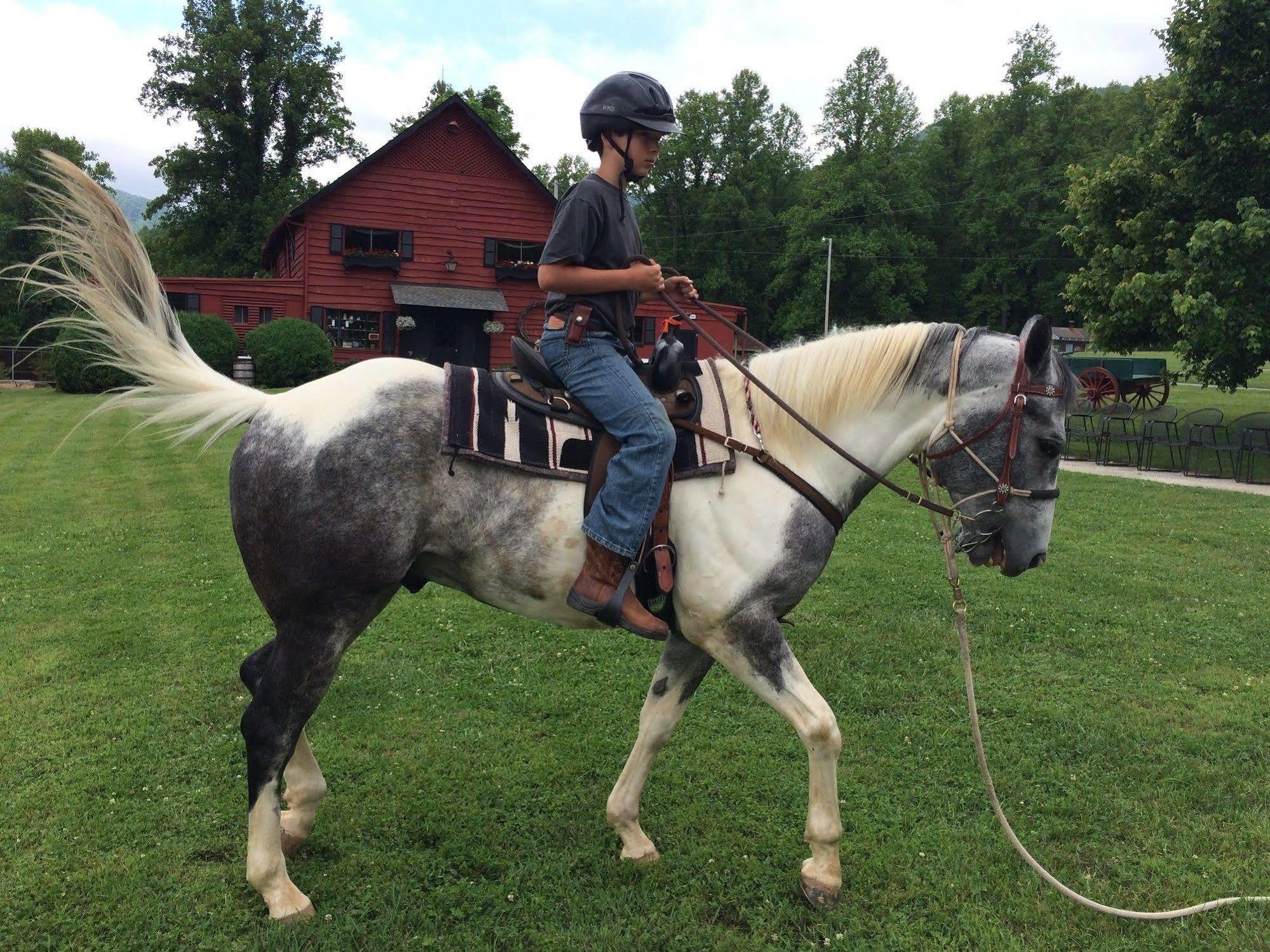 Pisgah View Ranch Hotell Candler Eksteriør bilde